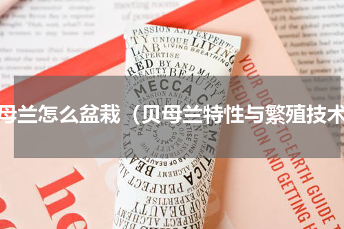贝母兰怎么盆栽（贝母兰特性与繁殖技术）