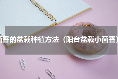 茴香的盆栽种植方法（阳台盆栽小茴香）