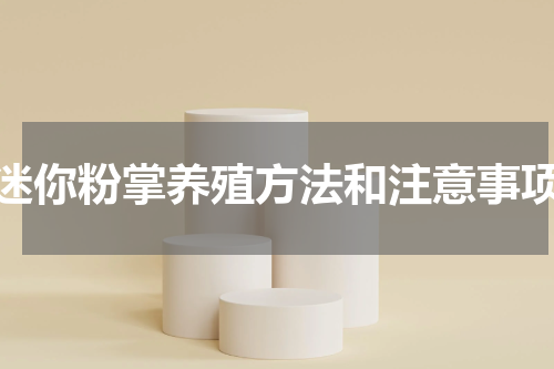 迷你粉掌养殖方法和注意事项