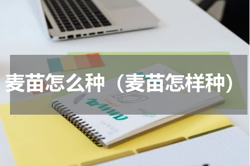 麦苗怎么种（麦苗怎样种）