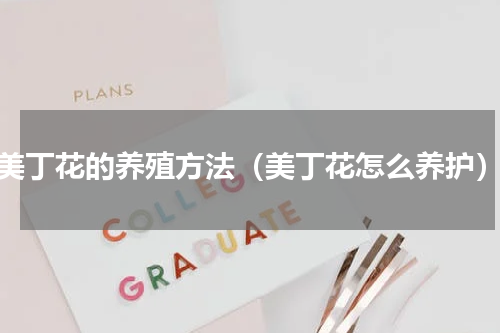 美丁花的养殖方法（美丁花怎么养护）