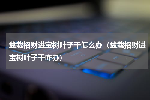 盆栽招财进宝树叶子干怎么办（盆栽招财进宝树叶子干咋办）