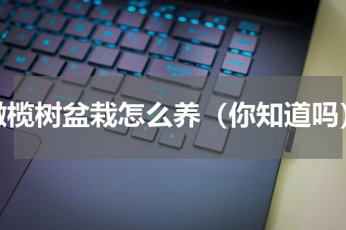 橄榄树盆栽怎么养（你知道吗）