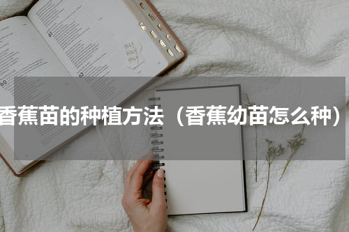 香蕉苗的种植方法（香蕉幼苗怎么种）