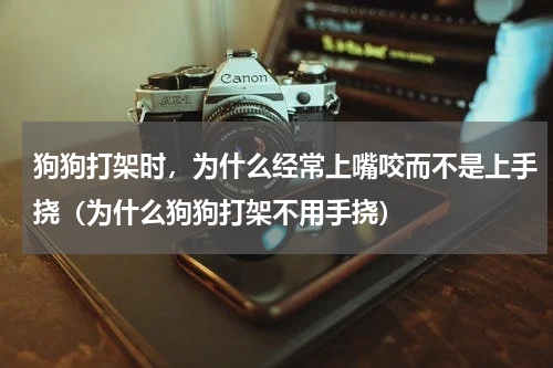 狗狗打架时，为什么经常上嘴咬而不是上手挠（为什么狗狗打架不用手挠）
