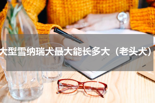 大型雪纳瑞犬最大能长多大（老头犬）
