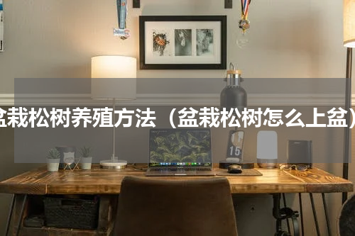 盆栽松树养殖方法（盆栽松树怎么上盆）