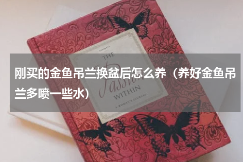 刚买的金鱼吊兰换盆后怎么养（养好金鱼吊兰多喷一些水）