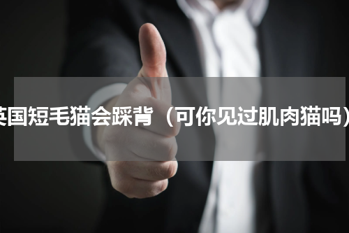 英国短毛猫会踩背（可你见过肌肉猫吗）