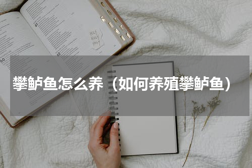 攀鲈鱼怎么养（如何养殖攀鲈鱼）