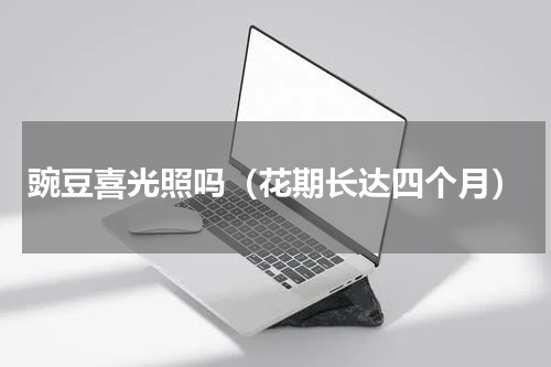 豌豆喜光照吗（花期长达四个月）