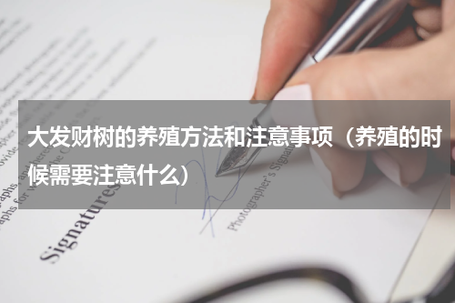 大发财树的养殖方法和注意事项（养殖的时候需要注意什么）