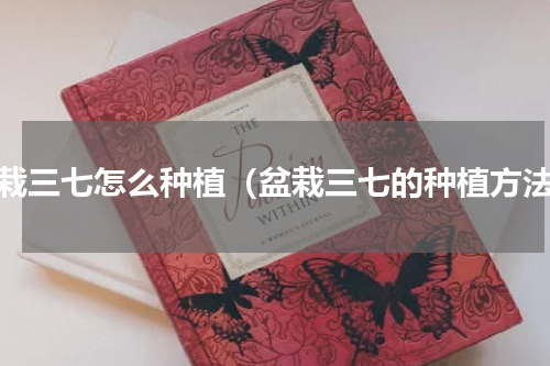 盆栽三七怎么种植（盆栽三七的种植方法）