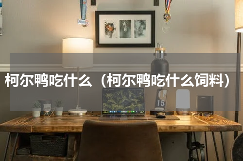 柯尔鸭吃什么（柯尔鸭吃什么饲料）