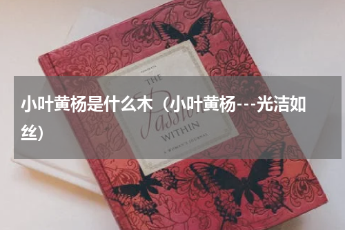 小叶黄杨是什么木（小叶黄杨---光洁如丝）