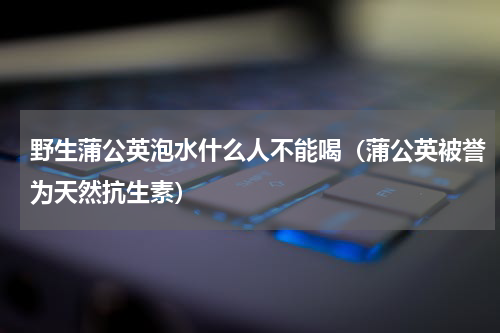 野生蒲公英泡水什么人不能喝（蒲公英被誉为天然抗生素）