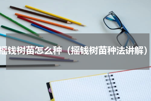 摇钱树苗怎么种（摇钱树苗种法讲解）