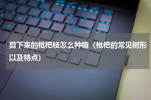 剪下来的枇杷枝怎么种植（枇杷的常见树形以及特点）
