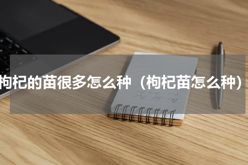枸杞的苗很多怎么种（枸杞苗怎么种）