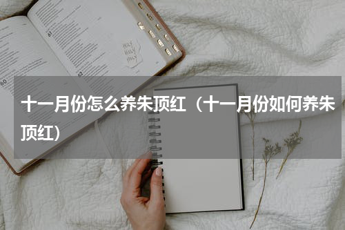十一月份怎么养朱顶红（十一月份如何养朱顶红）