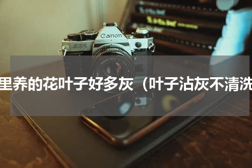 家里养的花叶子好多灰（叶子沾灰不清洗）