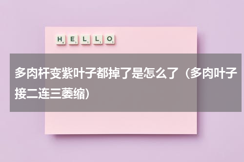 多肉杆变紫叶子都掉了是怎么了（多肉叶子接二连三萎缩）