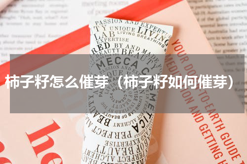 柿子籽怎么催芽（柿子籽如何催芽）