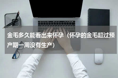 金毛多久能看出来怀孕（怀孕的金毛超过预产期一周没有生产）