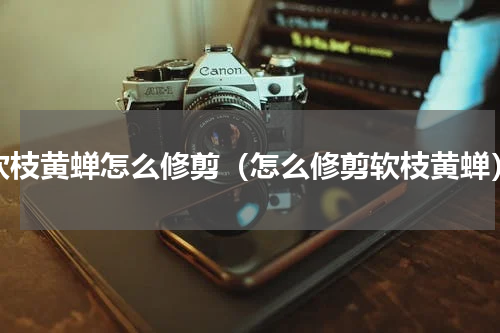 软枝黄蝉怎么修剪（怎么修剪软枝黄蝉）