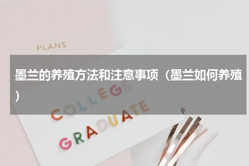 墨兰的养殖方法和注意事项（墨兰如何养殖）
