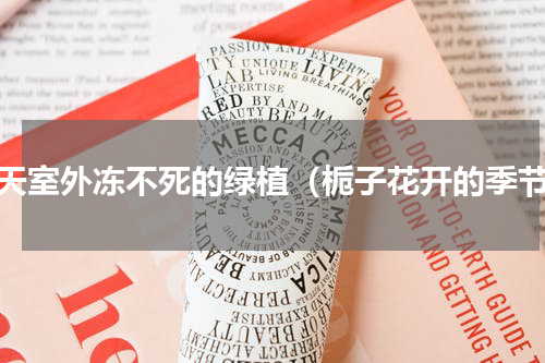 冬天室外冻不死的绿植（栀子花开的季节）
