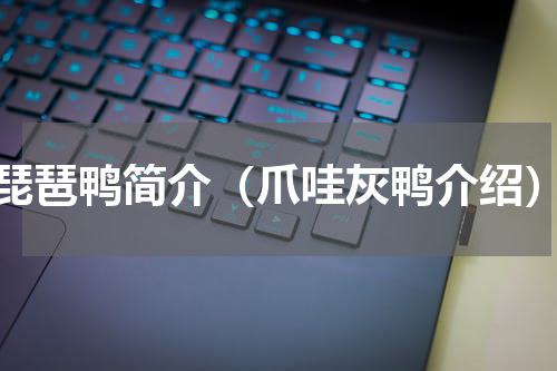 琵琶鸭简介（爪哇灰鸭介绍）