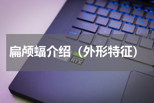 扁颅蝠介绍（外形特征）