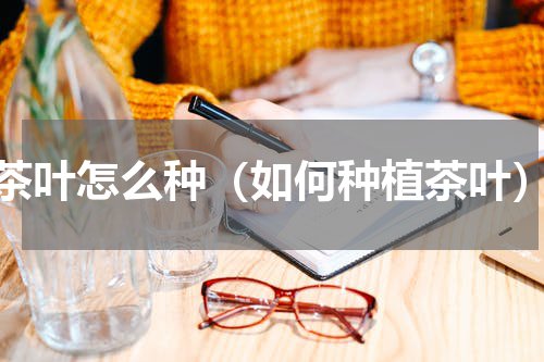 茶叶怎么种（如何种植茶叶）