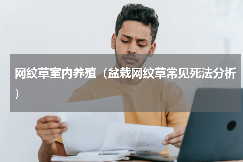 网纹草室内养殖（盆栽网纹草常见死法分析）