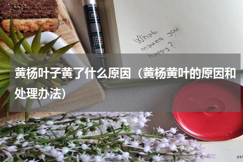 黄杨叶子黄了什么原因（黄杨黄叶的原因和处理办法）