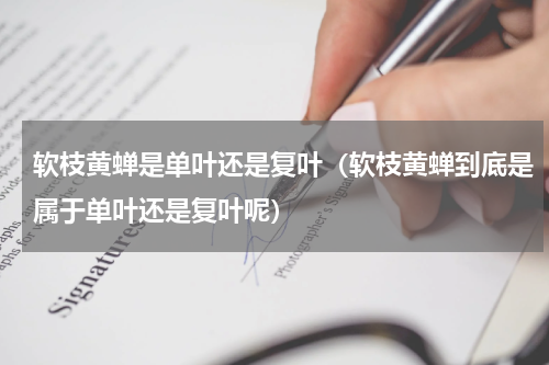 软枝黄蝉是单叶还是复叶（软枝黄蝉到底是属于单叶还是复叶呢）