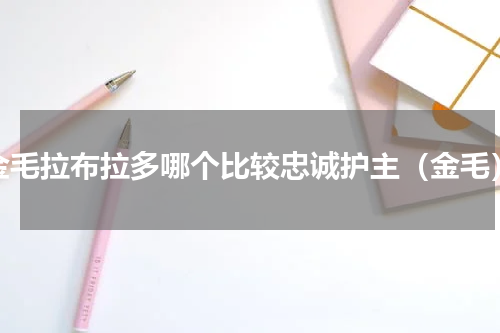 金毛拉布拉多哪个比较忠诚护主（金毛）