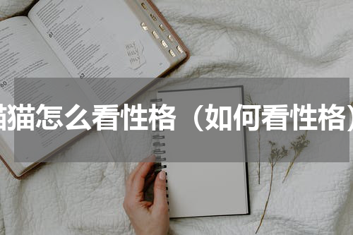 猫猫怎么看性格（如何看性格）