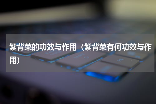 紫背菜的功效与作用（紫背菜有何功效与作用）