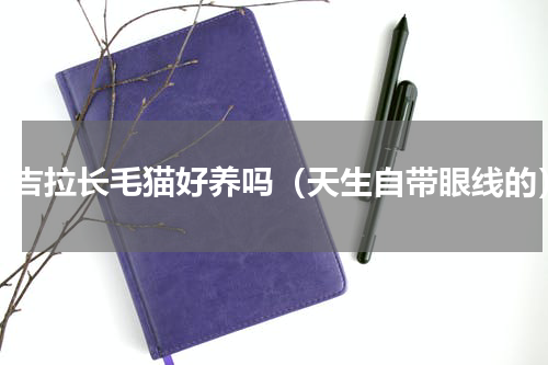 金吉拉长毛猫好养吗（天生自带眼线的）