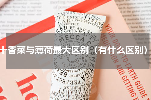 十香菜与薄荷最大区别（有什么区别）