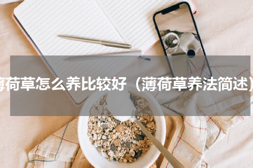 薄荷草怎么养比较好（薄荷草养法简述）