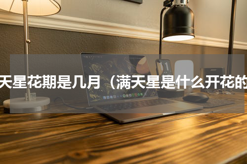 满天星花期是几月（满天星是什么开花的）