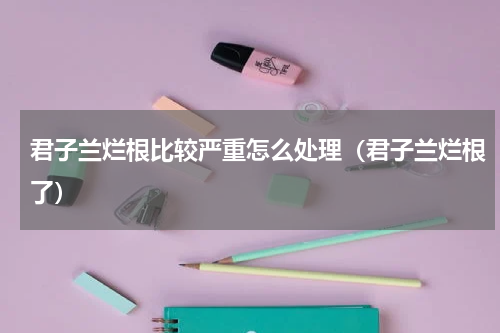 君子兰烂根比较严重怎么处理（君子兰烂根了）