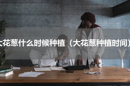 大花葱什么时候种植（大花葱种植时间）