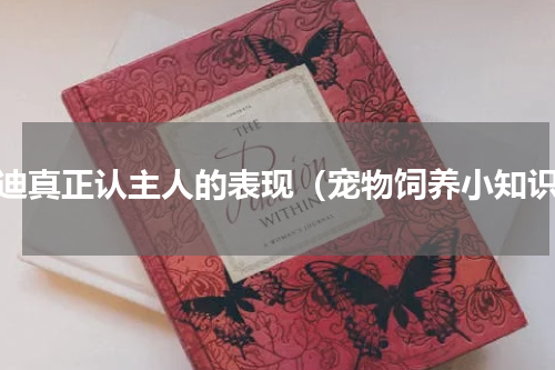 泰迪真正认主人的表现（宠物饲养小知识）