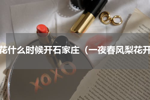 梨花什么时候开石家庄（一夜春风梨花开）