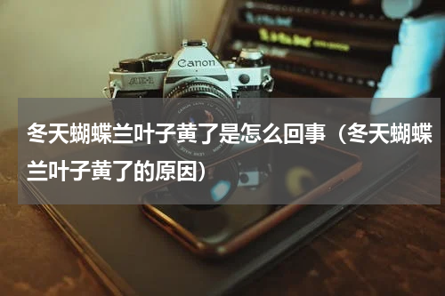 冬天蝴蝶兰叶子黄了是怎么回事（冬天蝴蝶兰叶子黄了的原因）