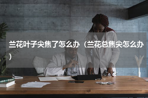 兰花叶子尖焦了怎么办（兰花总焦尖怎么办）